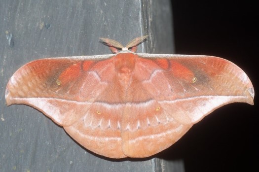 Copaxa rufinans at Maquipucuna